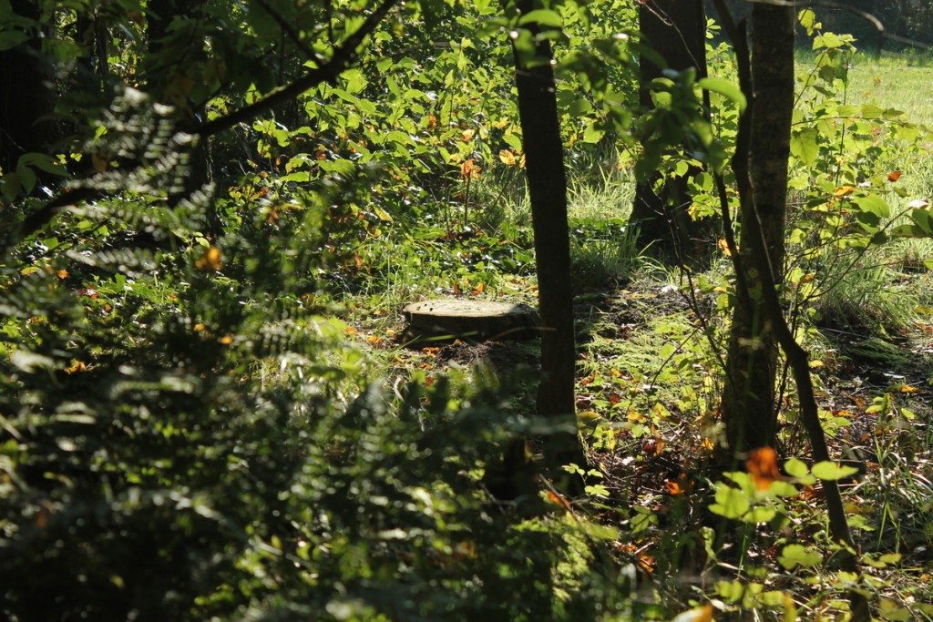 Natuurgraf met boomschijf