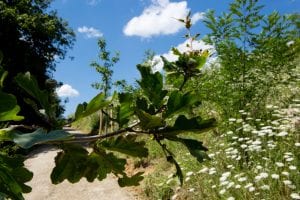 biotop eygelshof naturfriedhof