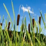 riet meertjes natuurbegraafplaats