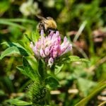 bij op klaver op Natuurbegraafplaats Eygelshof (foto Sanne Bastiaan Net)