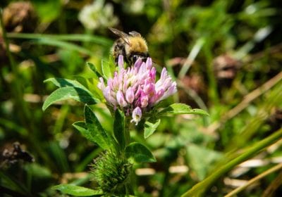 bijen natuurbegraafplaats eygelshof