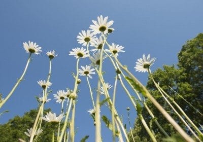 Natuurbegraafplaats margrieten
