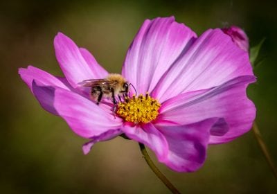 bloem & bij (foto Sanne Bastiaan Net)