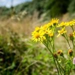 eygelshof natuurbegraafplaats bloemen