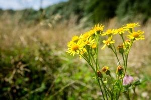 eygelshof natuurbegraafplaats bloemen