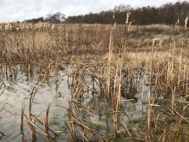 water in de meertjes van Eygelshof