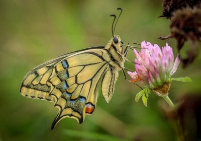 Vlinder (foto Sanne Bastiaan Net)