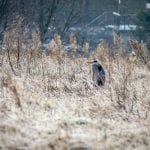 reiger Eygelshof (foto Sanne Bastiaan Net)