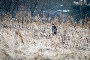 reiger Eygelshof (foto Sanne Bastiaan Net)