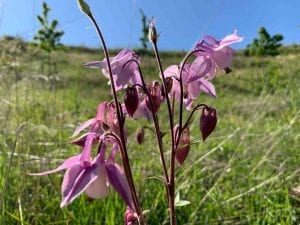 Akelei natuurbegraafplaats Eygelshof