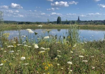 Foto natuur in de bloei
