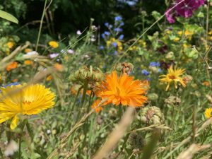 eetbare-planten-wandeling