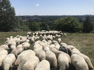 Mergellandschapen Limburg