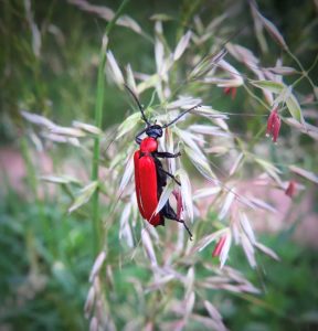Fauna