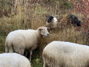 Schapen Eygelshof