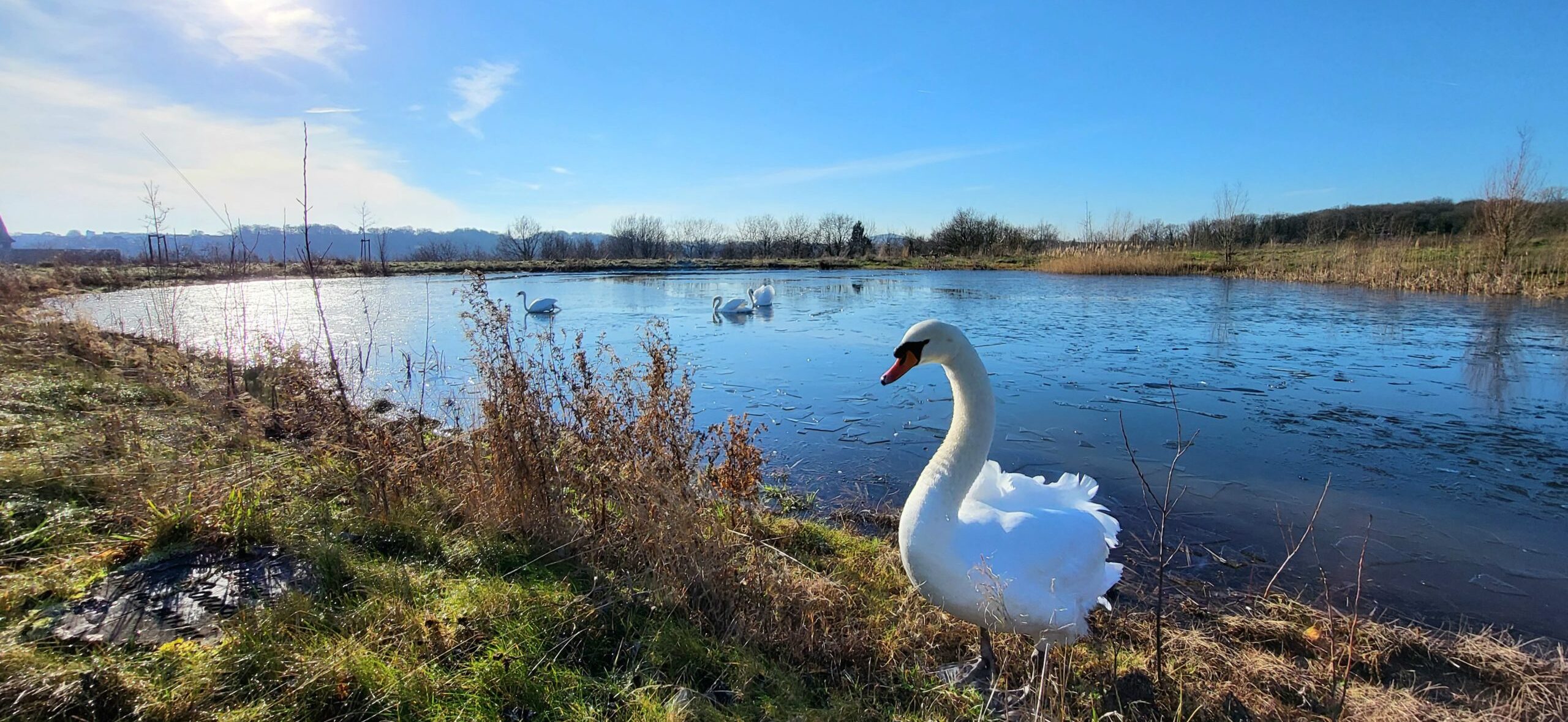 Schwan