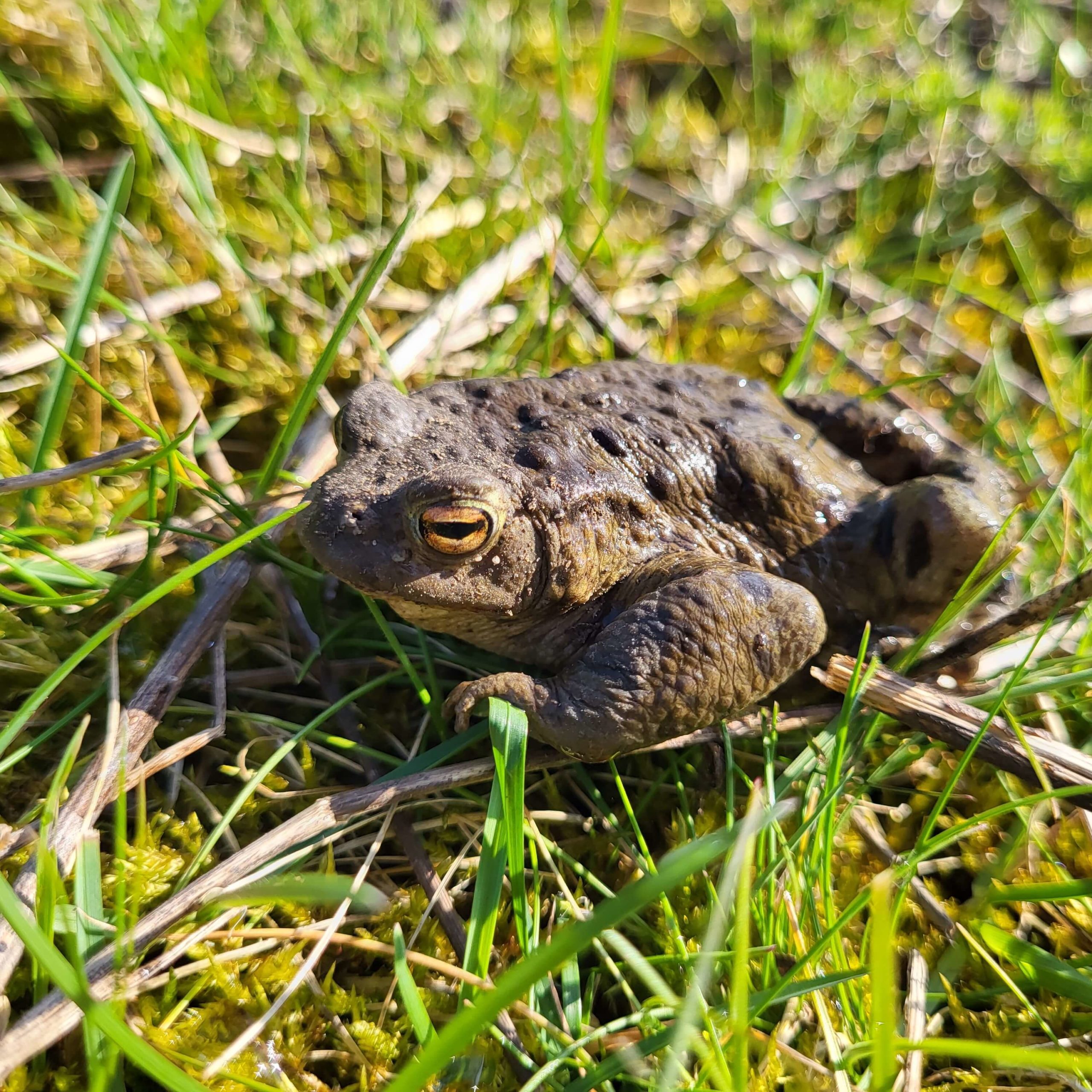 Pad in het gras