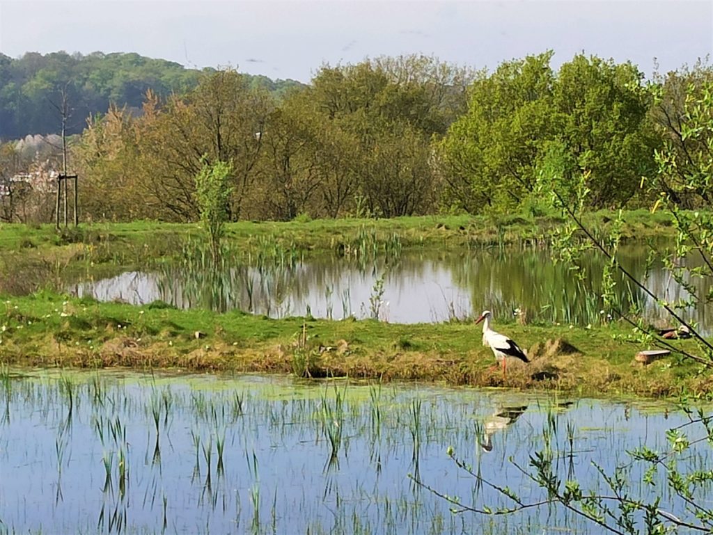 Afbeelding Ooievaar op Eygelshof