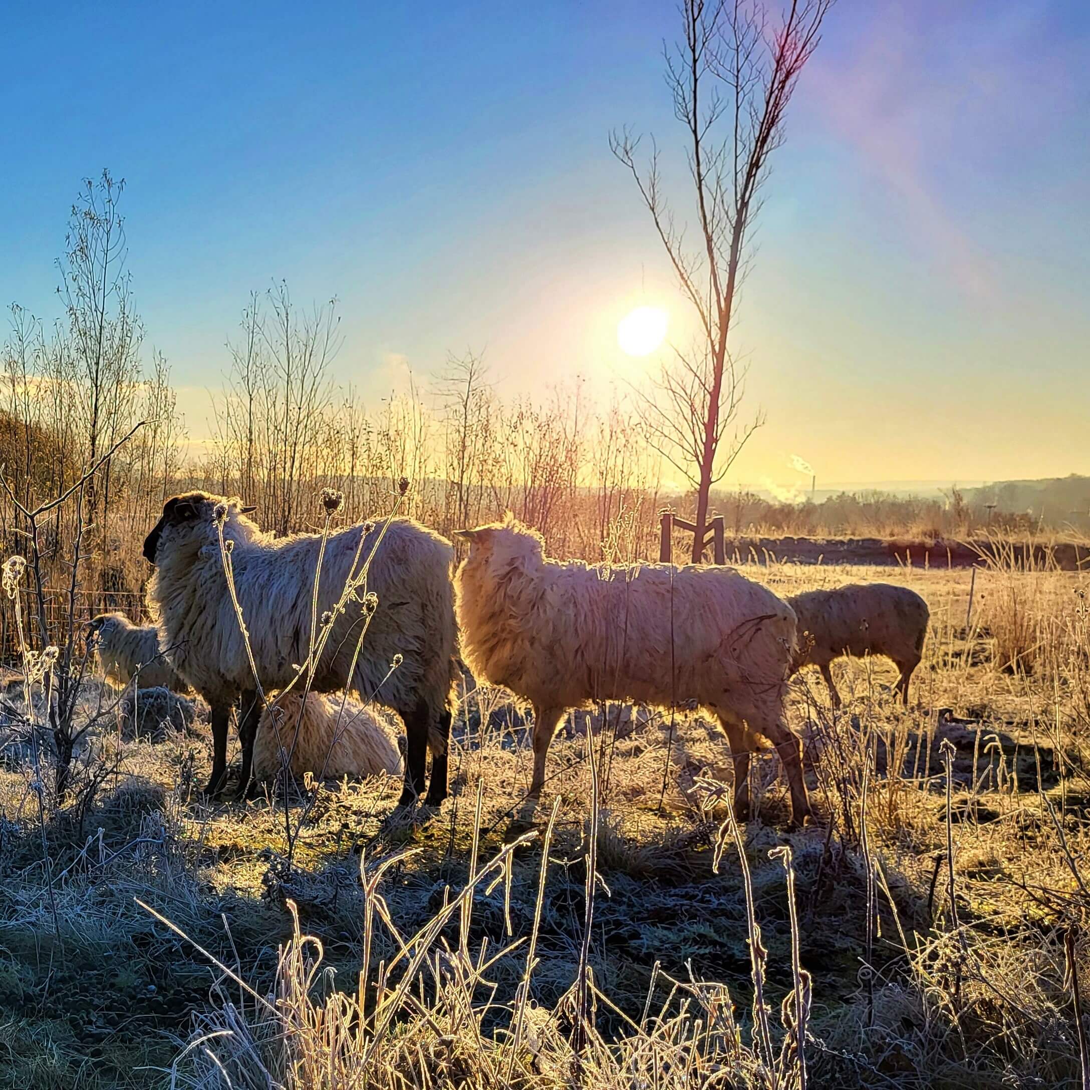 Schapen op Eygelshof