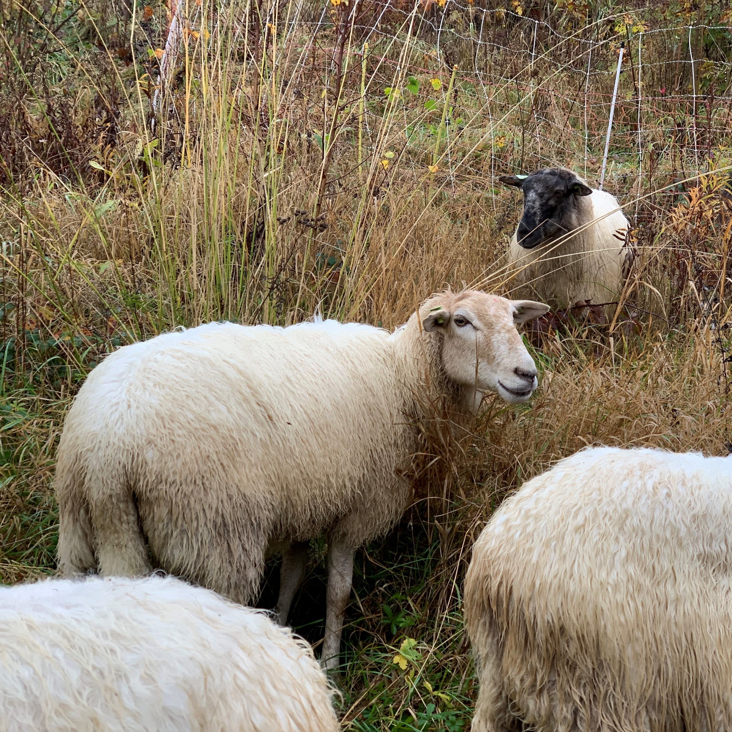Schapen Eygelshof