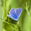 Icarusblauwtje - Natuurfoto Ilona Krijgsman