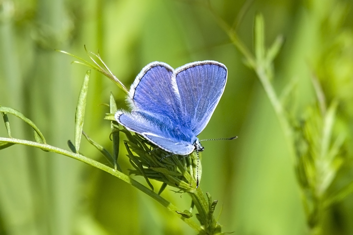 Icarusblauwtje - Natuurfoto van Ilona Krijgsman