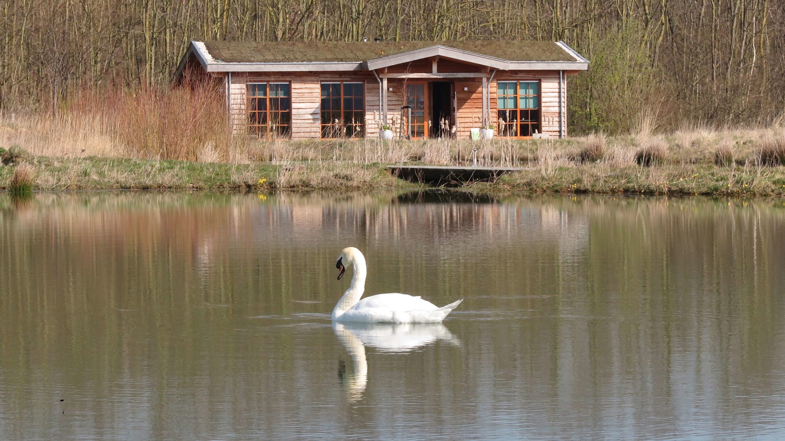 Natuurbeheer; Ontvangstgebouw en waterpoel met zwaan (Herman Langen)