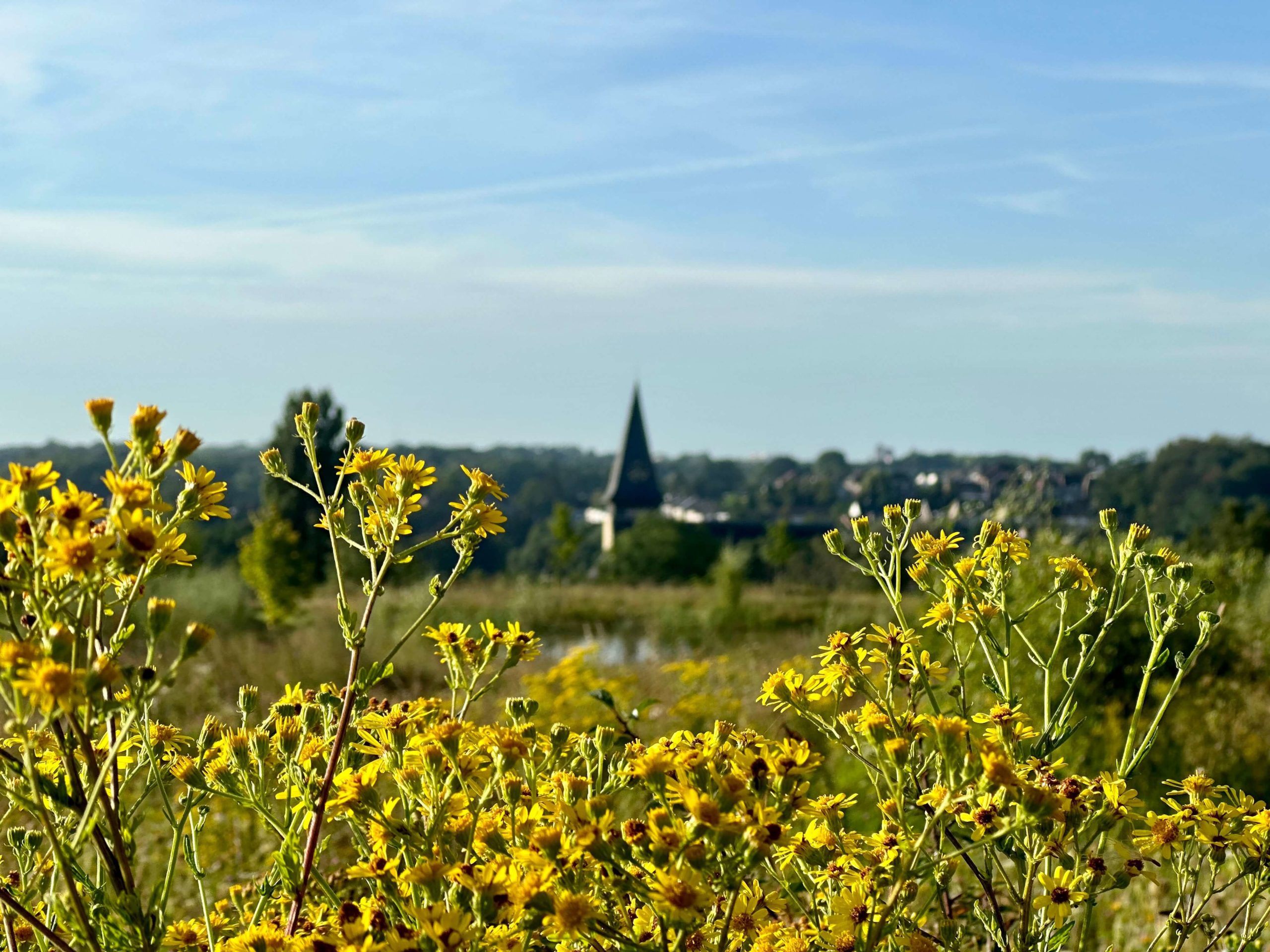 Natuurbeheer Sint Janskruid met doorkijkje op de kerk van Eygelshoven