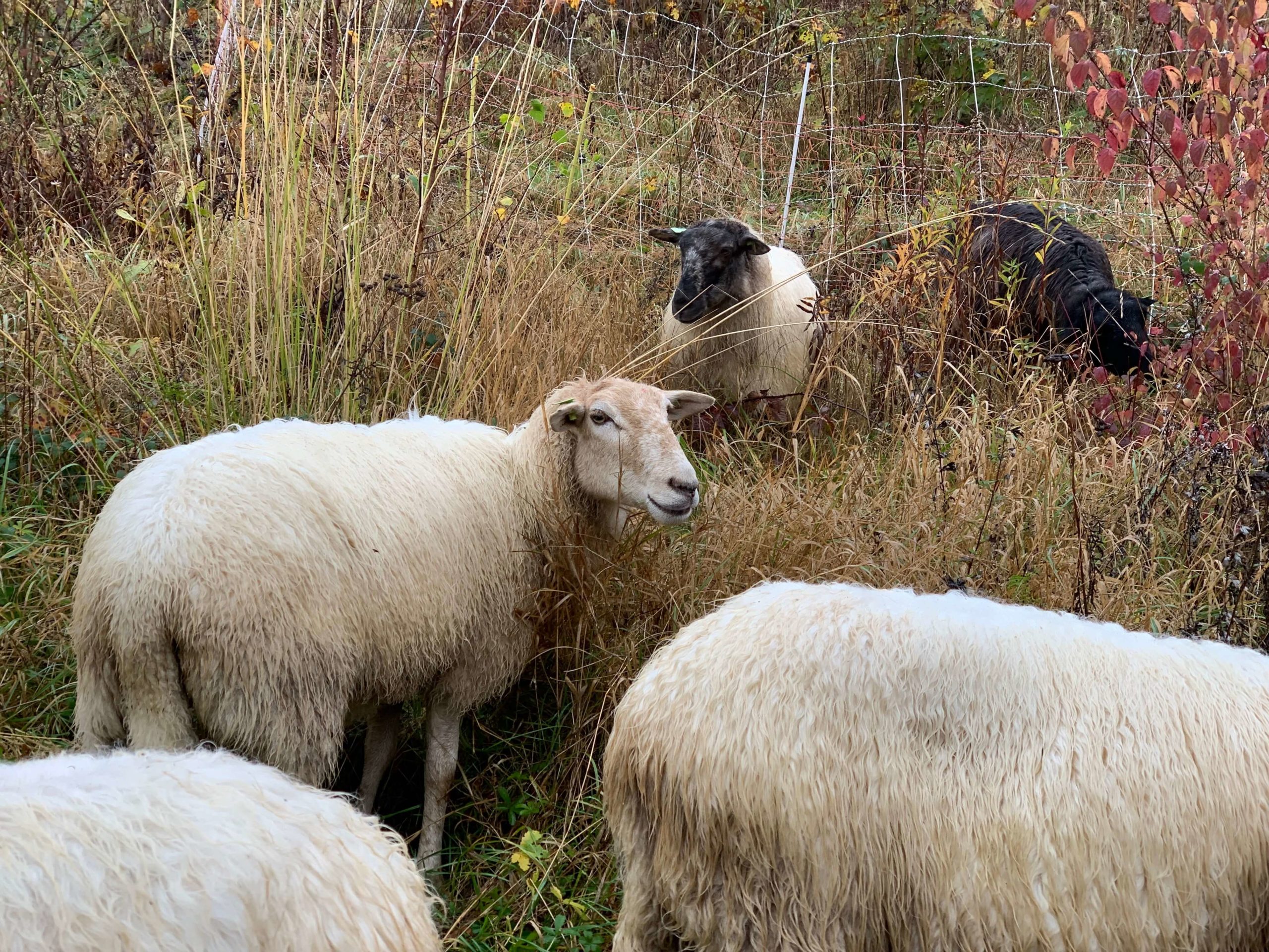 Natuurbeheer; schapen op Eygelshof
