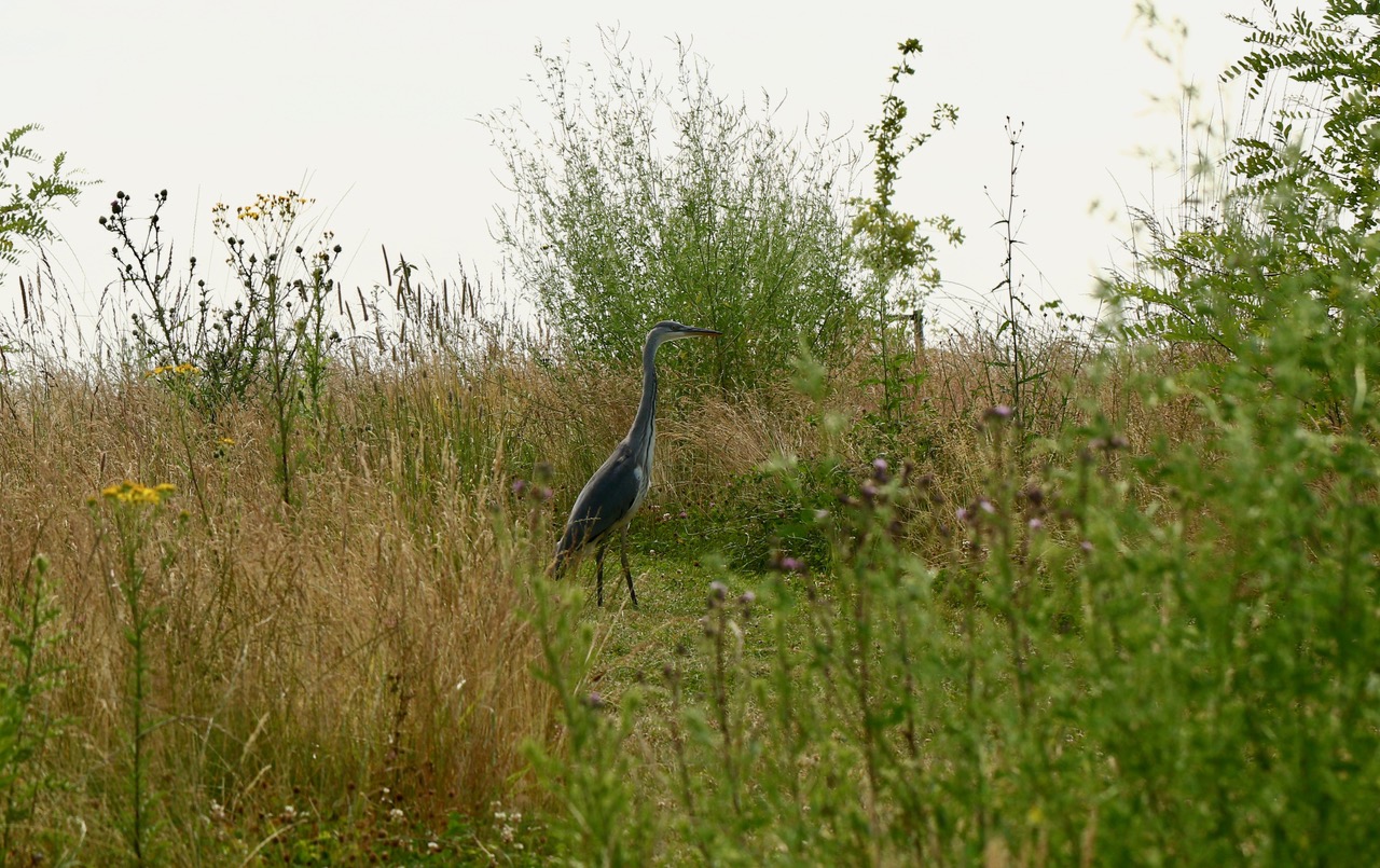 Reiger (Foto van Sonja Weustenraad)