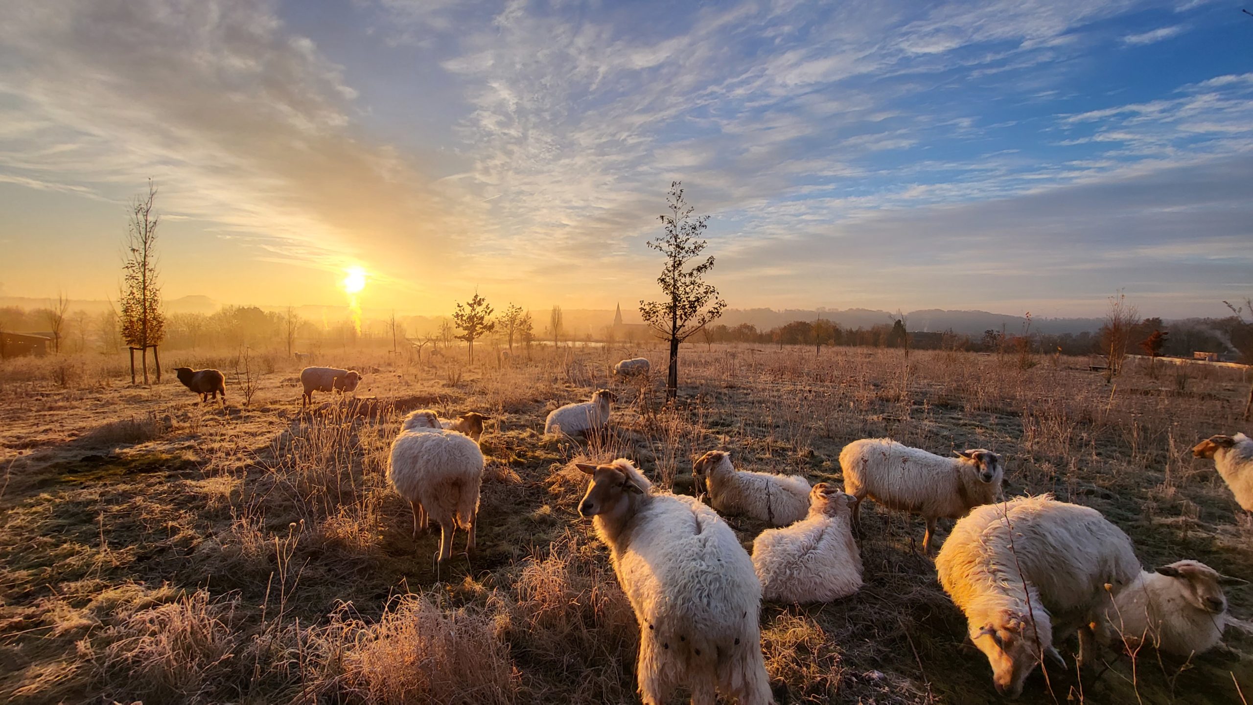 Troostcafé Nieuwjaar: schapen bij zonsondergang