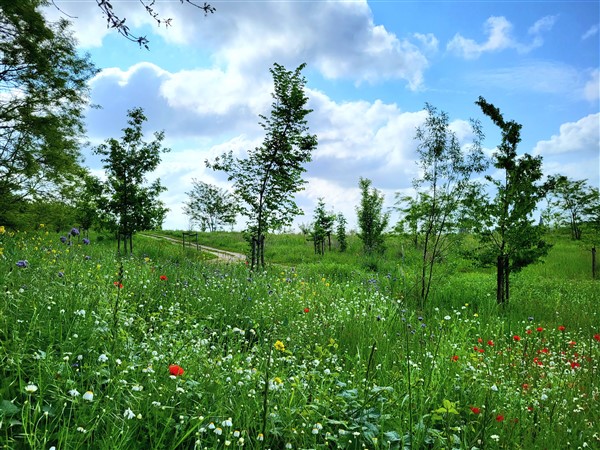 Margrieten en andere veldbloemen op Eygelshof