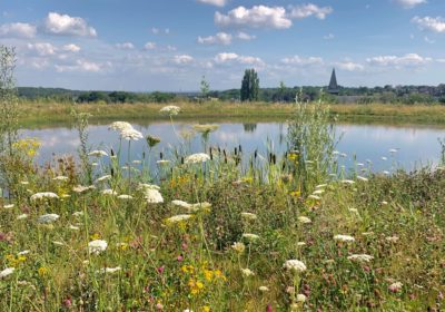 Veldbloemen op Natuurbegraafplaats Eygelshof