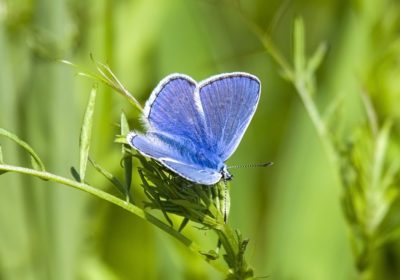 Icarusblauwtje (vlindergraf en kinder natuurgraf)