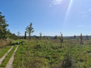 Voordelen natuurbegraven