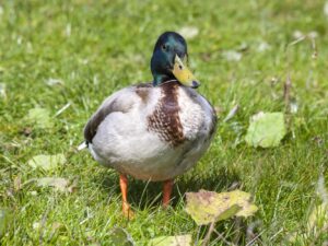 Mannetjes eend (watervogels)