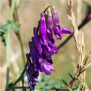 De bloemen van de Bonte Wikke 