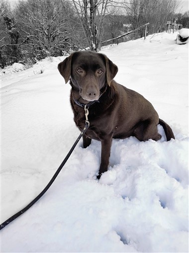 Kyra in de sneeuw