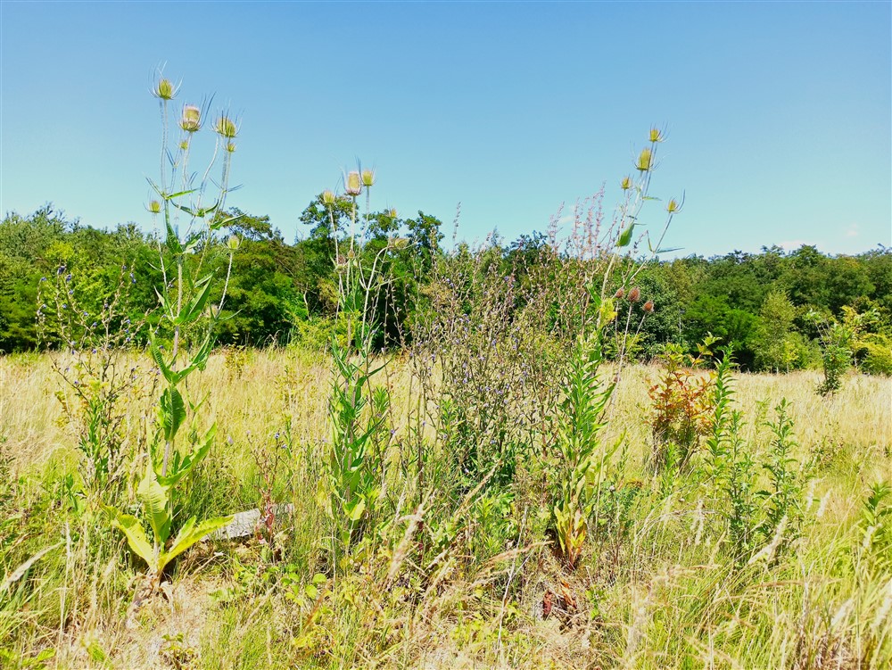 Natuurgraf op de natuurbegraafplaats (Uitvaartverzekering en natuurbegraven)