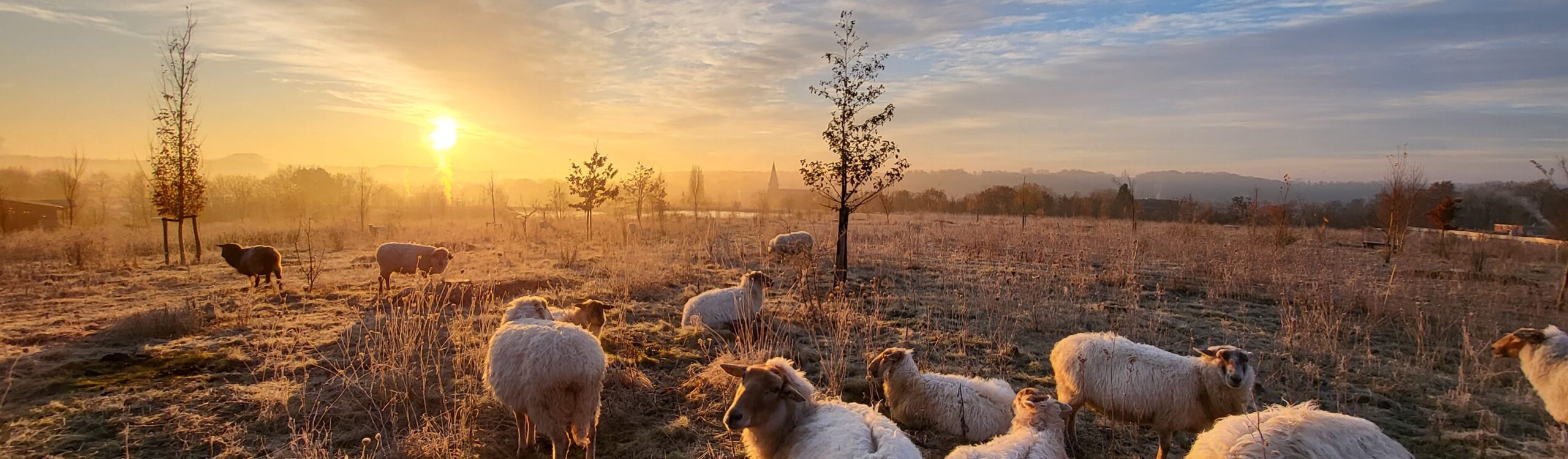 Groepsrondleiding, foto schapen in de winter
