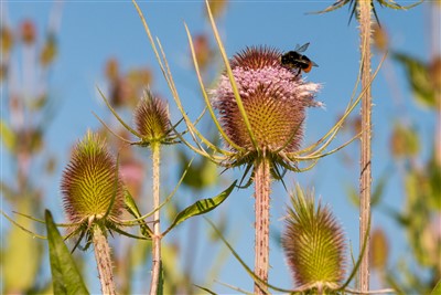 Kaardebol in de bloei