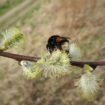 Hommel wilg