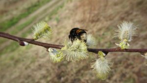 Hommel wilg