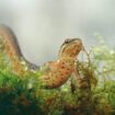 Kleine watersalamander